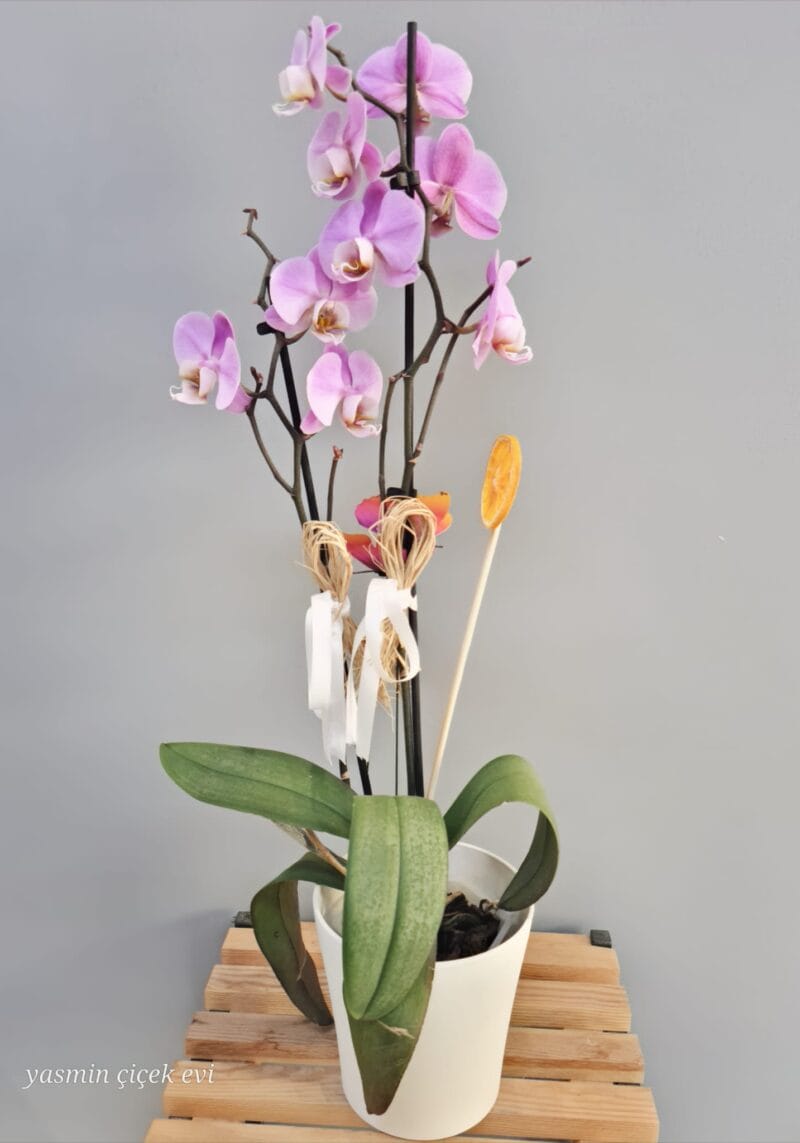 ORKİDE PEMBE ÇİFT DALLI CANLI