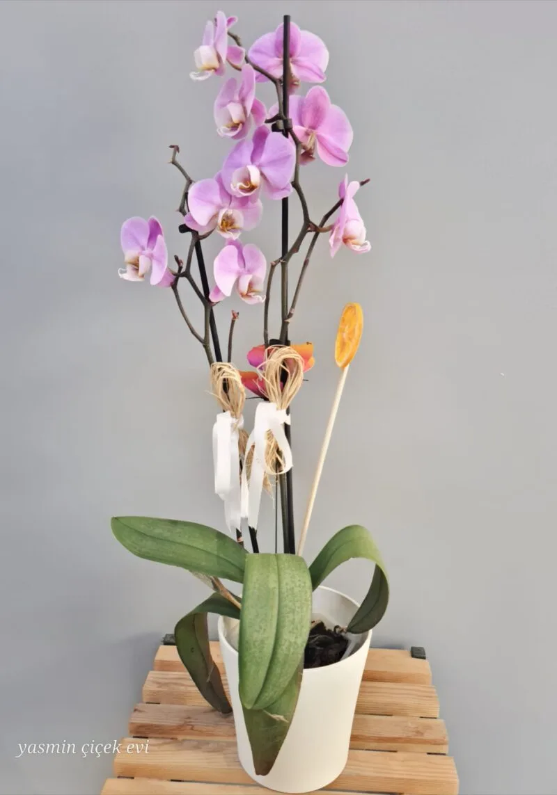 ORKİDE PEMBE ÇİFT DALLI CANLI