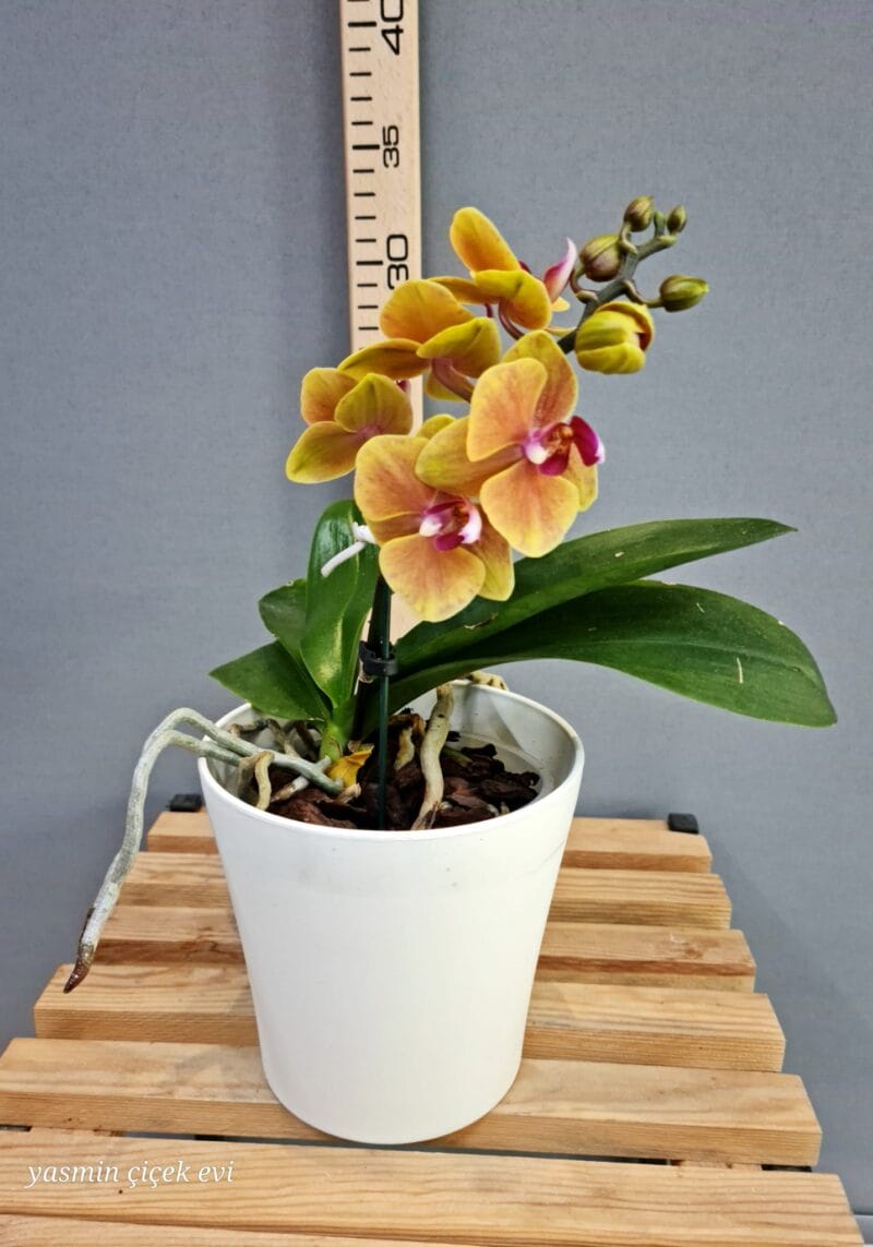 ORKİDE MİNİ TURUNCU TEK DALLI CANLI