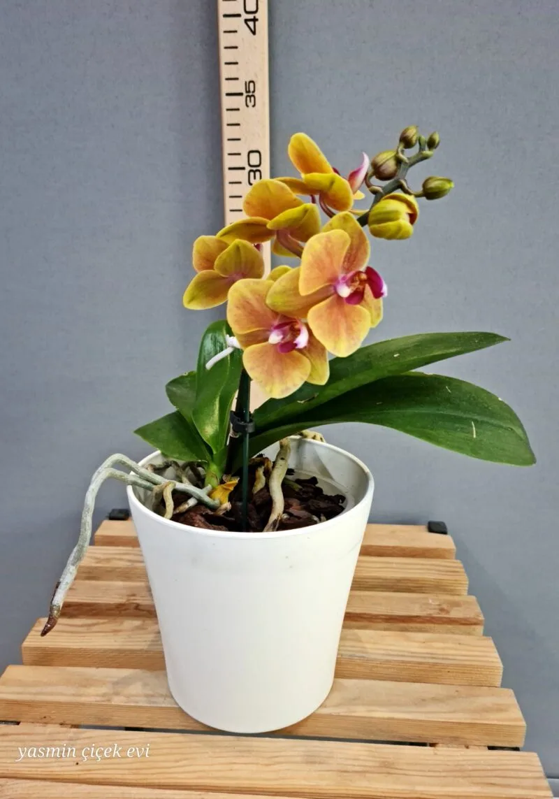 ORKİDE MİNİ TURUNCU TEK DALLI CANLI