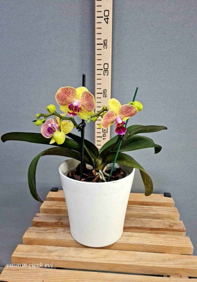 ORKİDE MİNİ TURUNCU ÇİFT DALLI CANLI