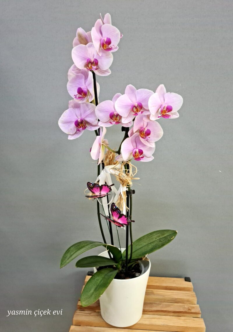 ORKİDE TOZ PEMBE ÇİFT DALLI CANLI