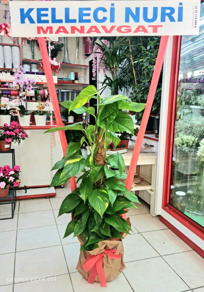 PATOS (SARMAŞIK) CANLI