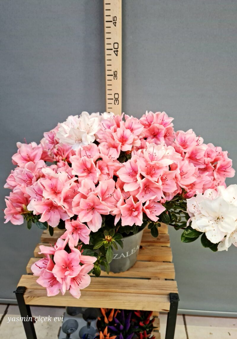 AÇELYA ÇİÇEĞİ CANLI