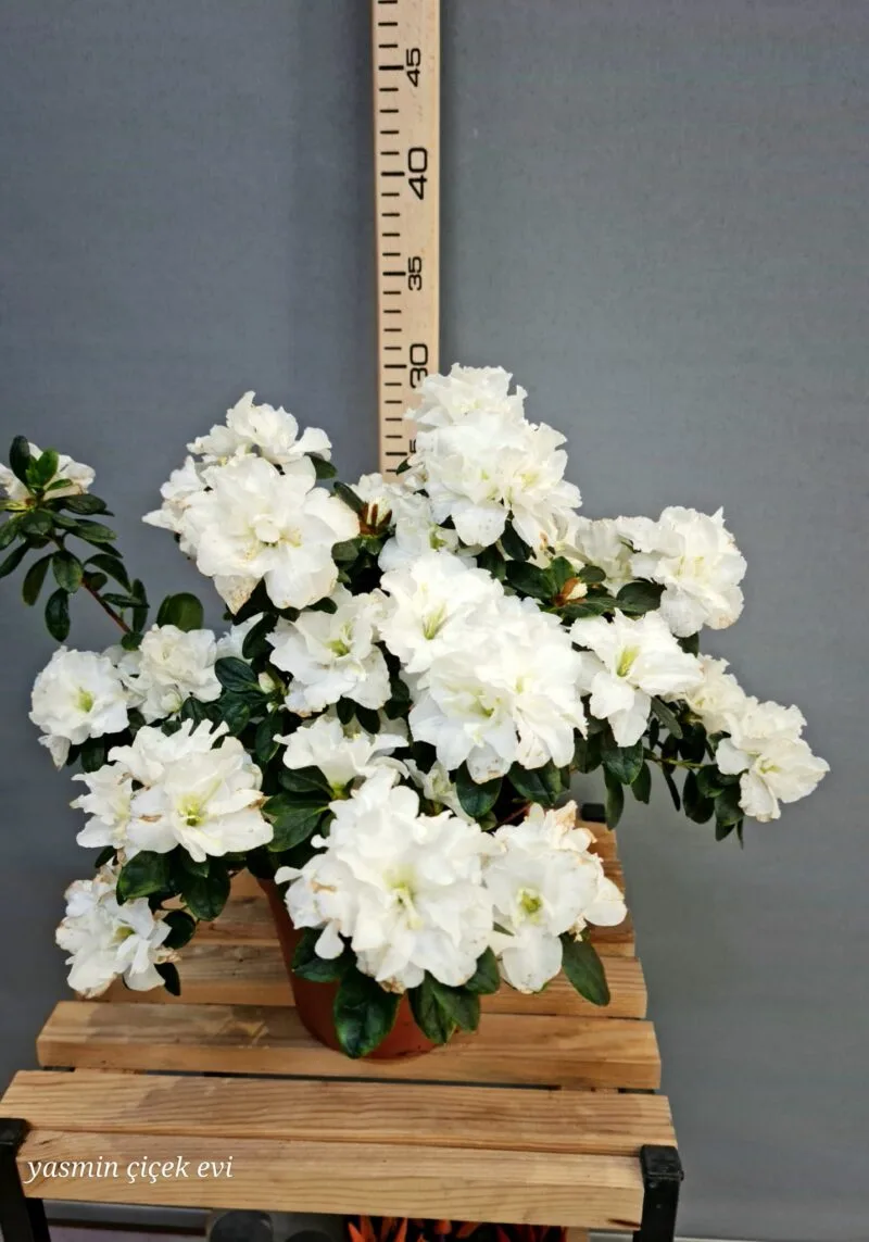 AÇELYA ÇİÇEĞİ CANLI