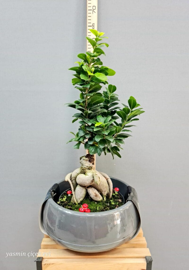 BONSAİ AĞACI CANLI İTHAL