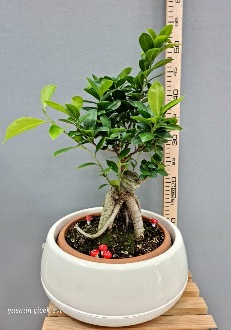 BONSAİ AĞACI CANLI
